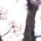 桜８