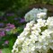 八重紫陽花
