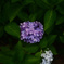 紫陽花