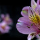 庭の花