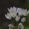白い小さな花