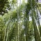嵐山の青竹