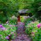 紫陽花参道