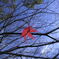 紅一点