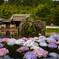 紫陽花