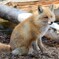 やさしい目をしていますね。^^