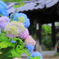 資福寺の紫陽花