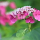 【花紀行】紫陽花からの伝言