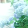 紫陽花