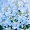 紫陽花2