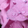 紫陽花