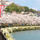 桜並木