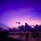 Purple Haze