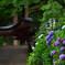 紫陽花のある寺　壱