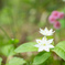 この花は何？