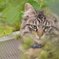 いちご畑の猫ちゃん