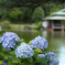 清澄庭園の紫陽花