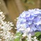 紫陽花