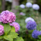 Hydrangea