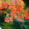 紅葉 078