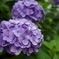 庭の紫陽花