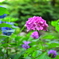 見帰り紫陽花