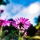 太陽と花