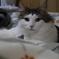 よんだ？