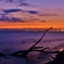 黄昏の流木