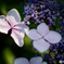 紫陽花