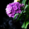 令和の夏　紫陽花