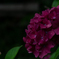 令和の夏　紫陽花