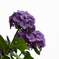 令和の夏　紫陽花