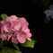 令和の夏　紫陽花