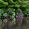 令和の夏　紫陽花