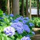 木漏れ日の紫陽花
