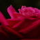 赤薔薇