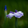 花菖蒲