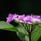 紫陽花の花