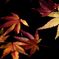 水面の紅葉