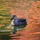 紅葉で染まる池で