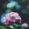 オールドレンズで撮った紫陽花