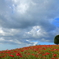 ☆満開の花　～赤と白と時々青です～