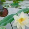 雨の日の古代蓮