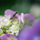 hydrangea&frog４