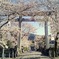 石鎚神社花盛り