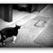 猫尾