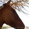 Chile -San Pedro de Atacama -