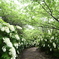 紫陽花の回廊
