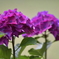 赤紫色の紫陽花